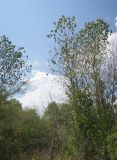 genus Populus. Деревья с частично опавшей листвой. Болгария, Бургасская обл., г. Несебр, природный заказник \"Песчаные дюны\", закреплённая дюна. 15.09.2021.
