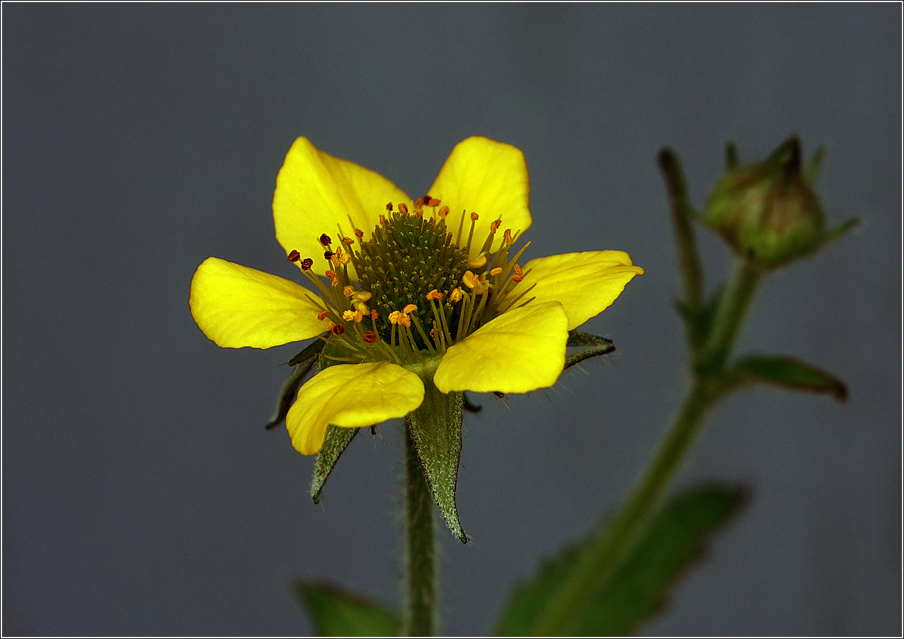 Image of Geum urbanum specimen.