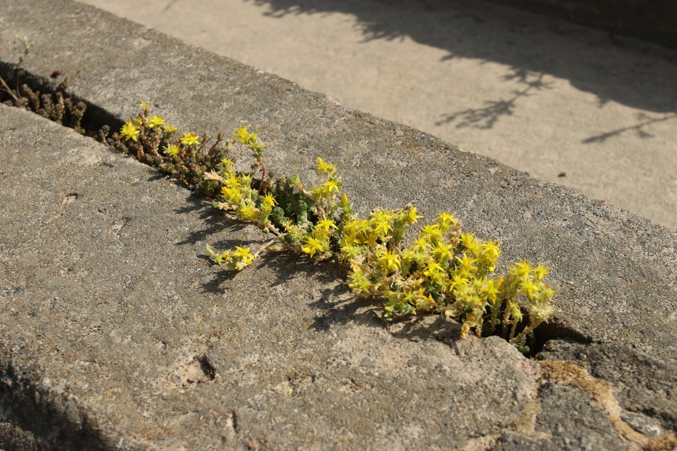 Image of Sedum acre specimen.