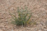 genus Zygophyllum