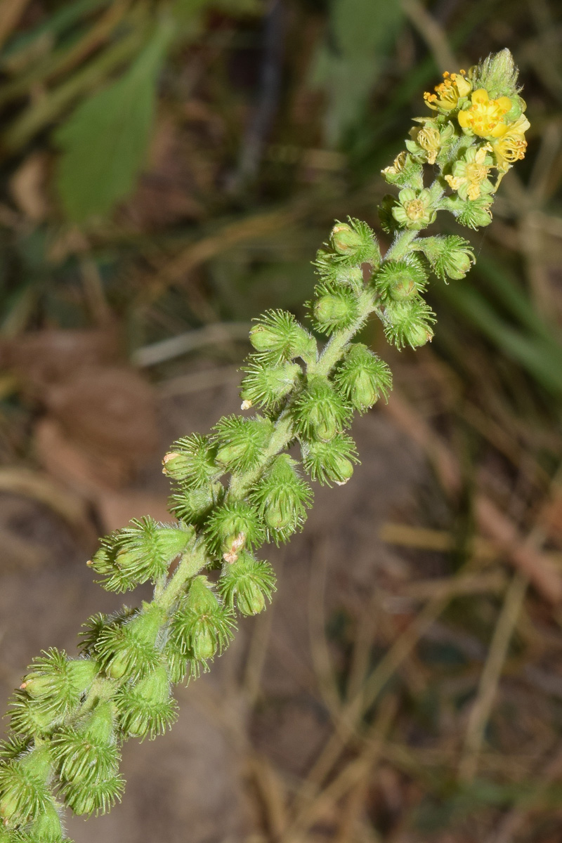 Image of Agrimonia asiatica specimen.