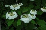 Viburnum sargentii