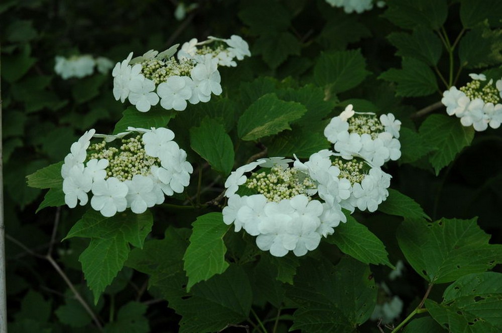 Изображение особи Viburnum sargentii.