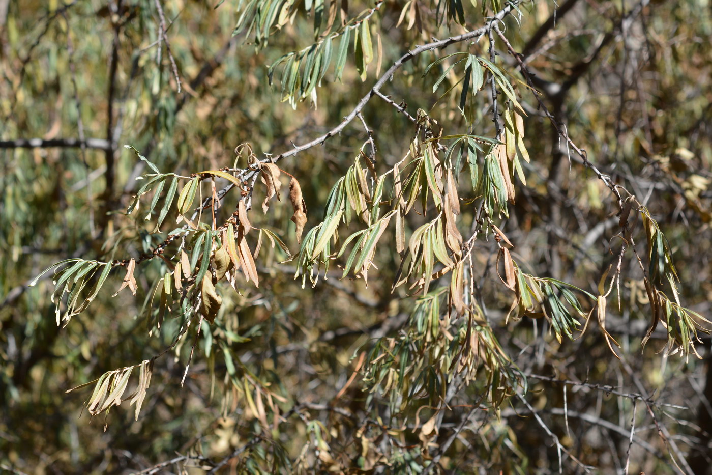 Image of Hippophae rhamnoides specimen.