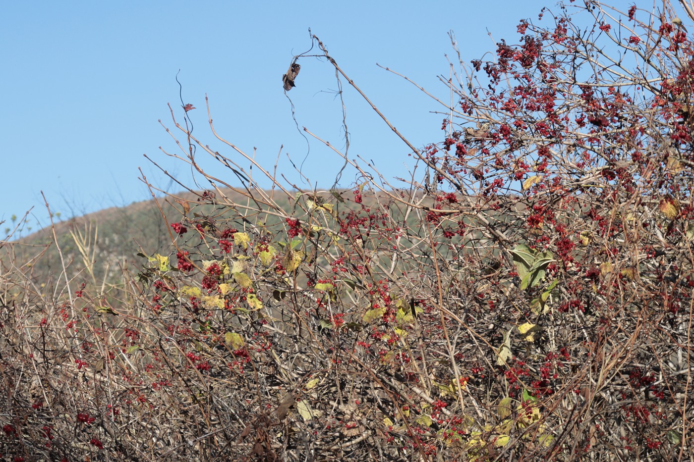 Image of Viburnum opulus specimen.