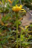 Leontodon hispidus