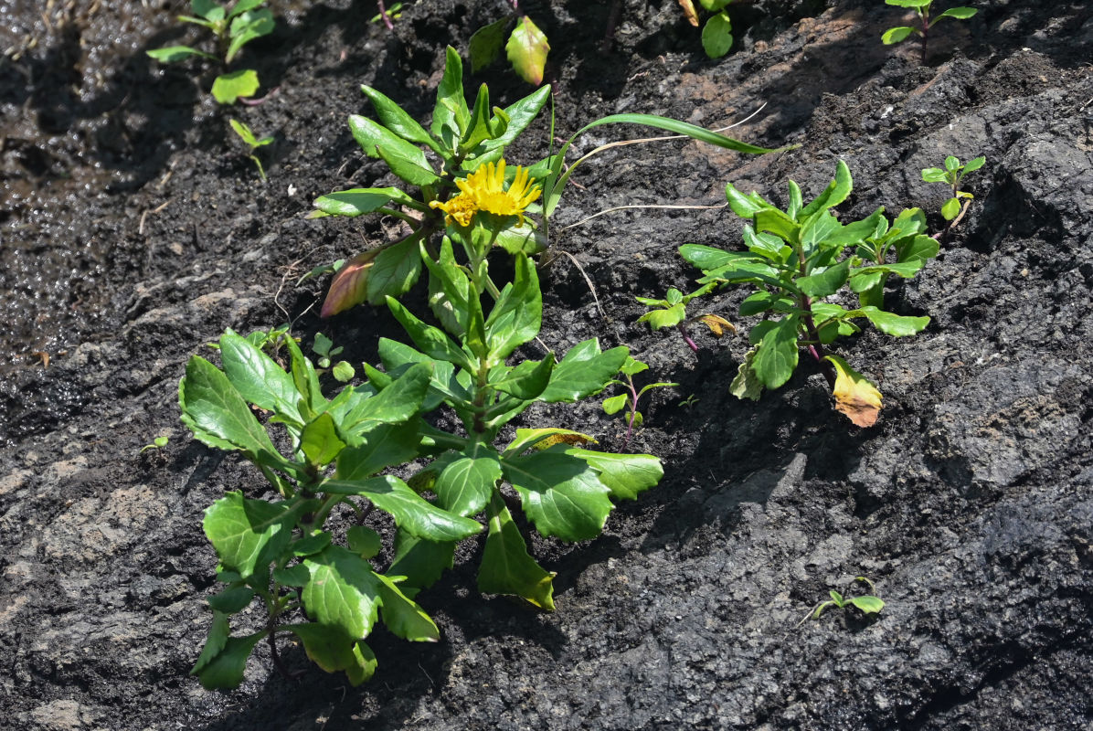 Изображение особи Senecio pseudoarnica.