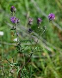 Centaurea scabiosa. Верхушка цветущего растения. Оренбургская обл., Кувандыкский гор. округ, окр. дер. Первое Юмагузино, луг. 05.07.2023.