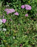 Achillea millefolium