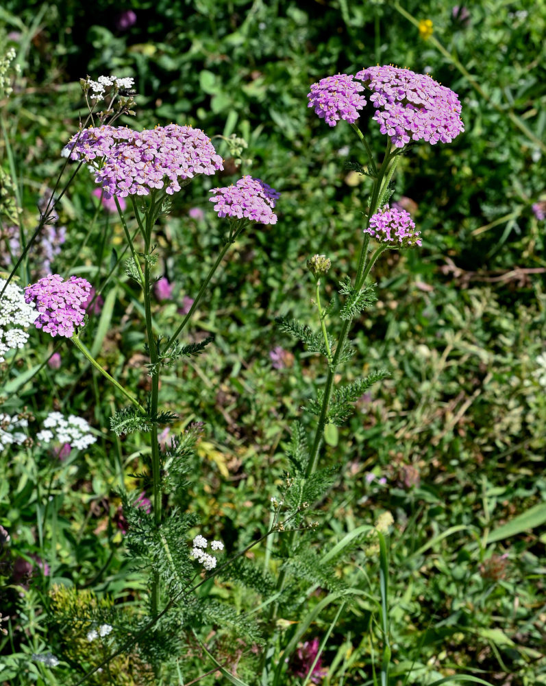 Image of Achillea millefolium specimen.