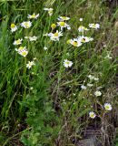 Tripleurospermum inodorum