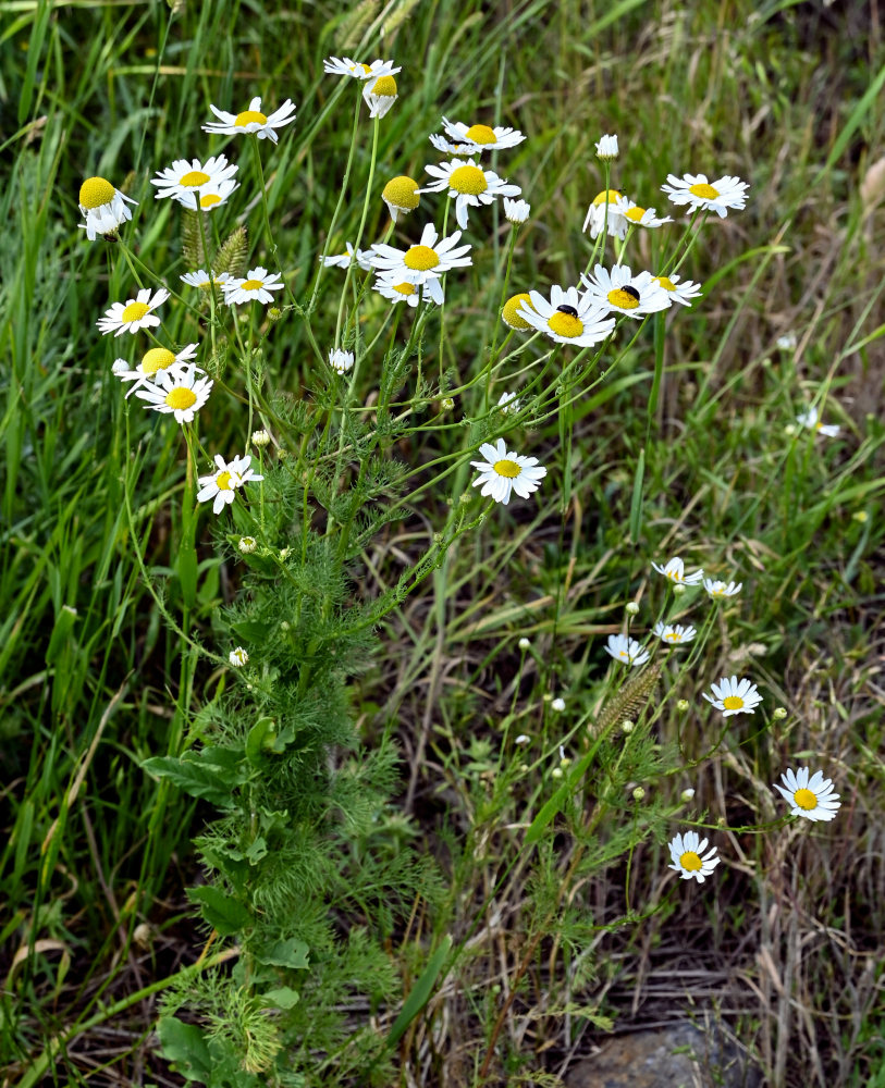 Изображение особи Tripleurospermum inodorum.