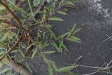 genus Salix. Веточка. Чечня, Шаройский р-н, левый берег р. Шароаргун в 2 км выше устья р. Кенхи, сухая протока. 11 августа 2023 г.
