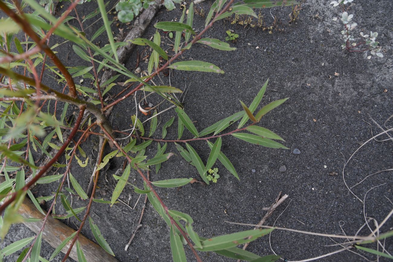 Image of genus Salix specimen.