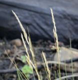 genus Festuca. Соплодия. Пермский край, Кунгурский муниципальный округ, с. Моховое, станция Иренский, между железнодорожными путями. 04.06.2023.