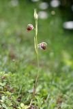 Ophrys oestrifera. Цветущее растение (высота - 21 см; длина соцветия 8 см). Краснодарский край, г/о Сочи, Адлерский р-н, окр. с. Красная Воля, выс. ок. 200 м н.у.м., используемый под выпас заброшенный сад. 02 июня 2023 г.