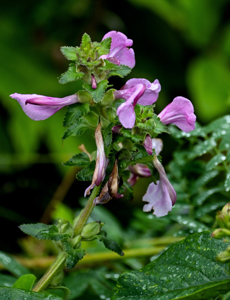 Изображение особи Pedicularis resupinata.