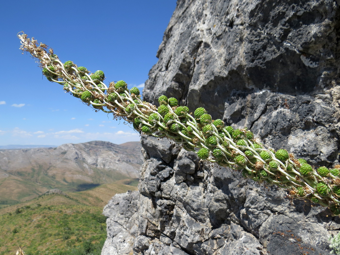 Image of Eremurus regelii specimen.
