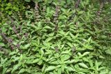 Ocimum basilicum