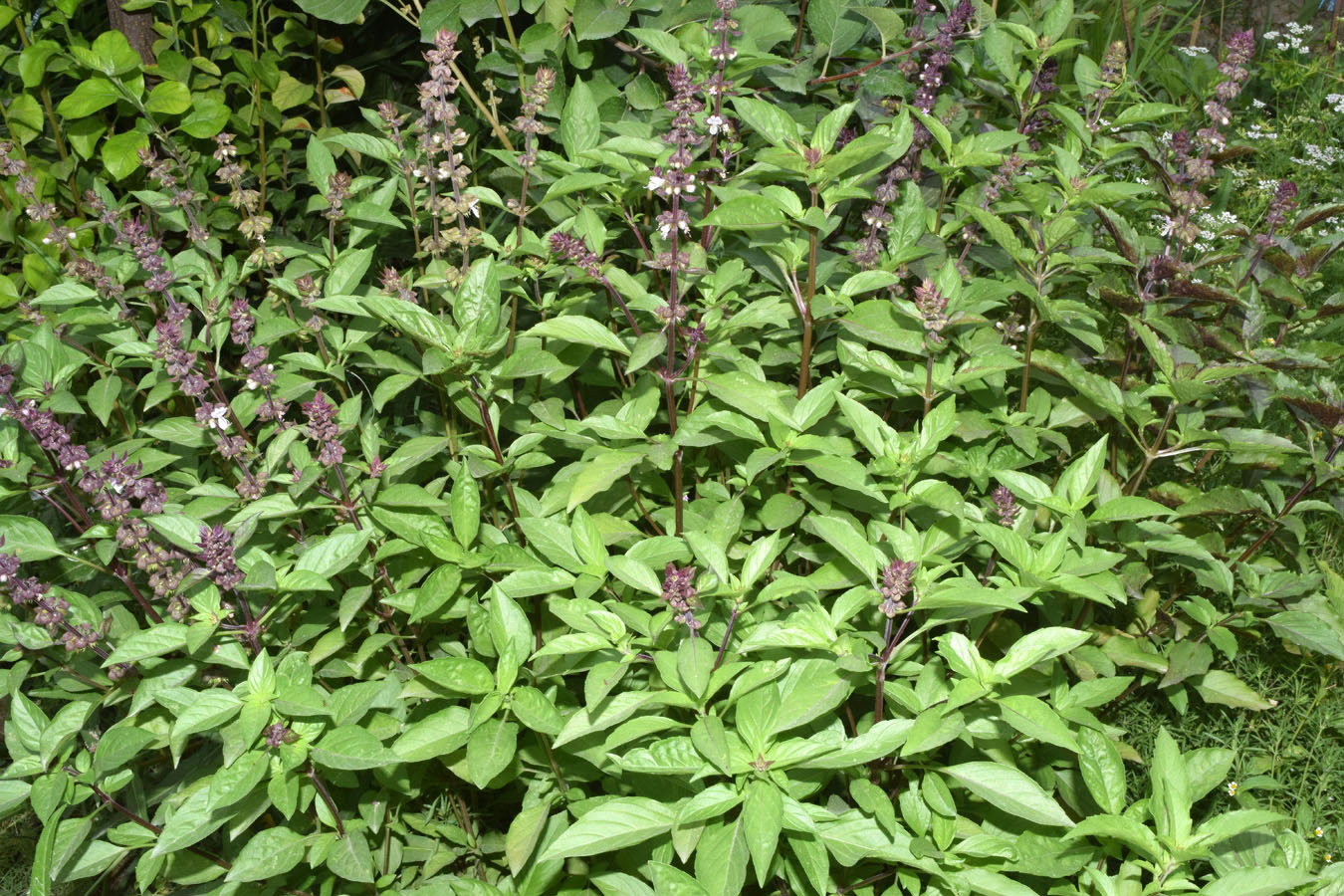 Image of Ocimum basilicum specimen.