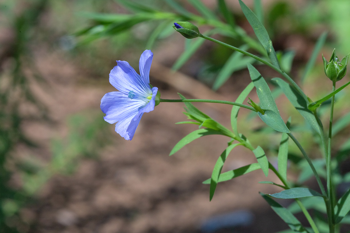 Изображение особи Linum usitatissimum.