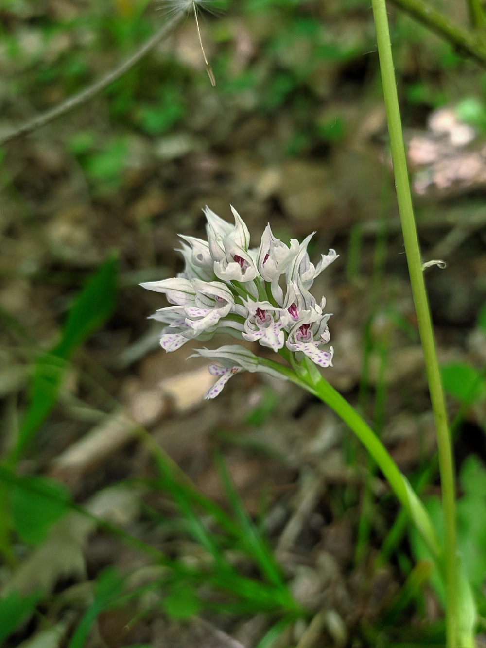 Изображение особи Neotinea tridentata.