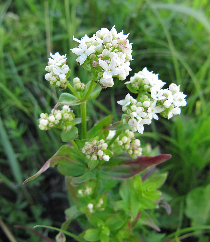 Изображение особи Galium physocarpum.