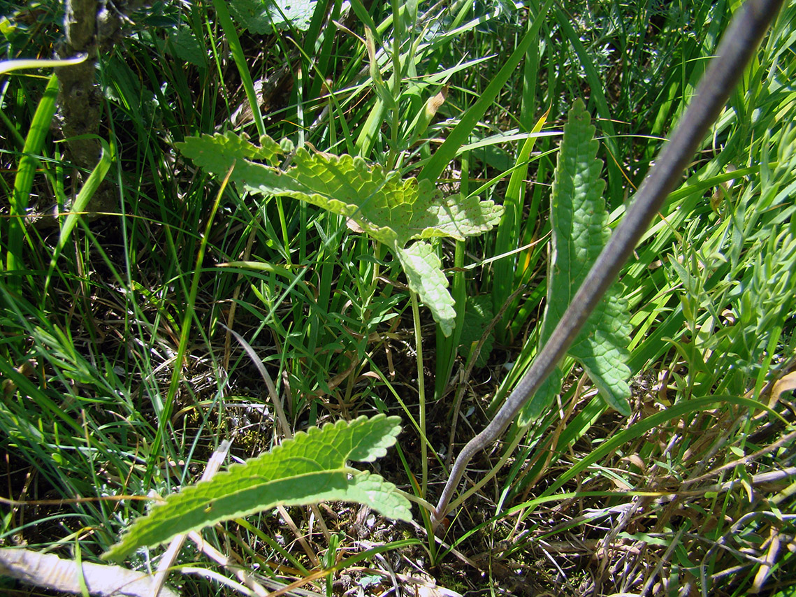 Image of Metastachydium sagittatum specimen.