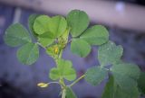 genus Medicago