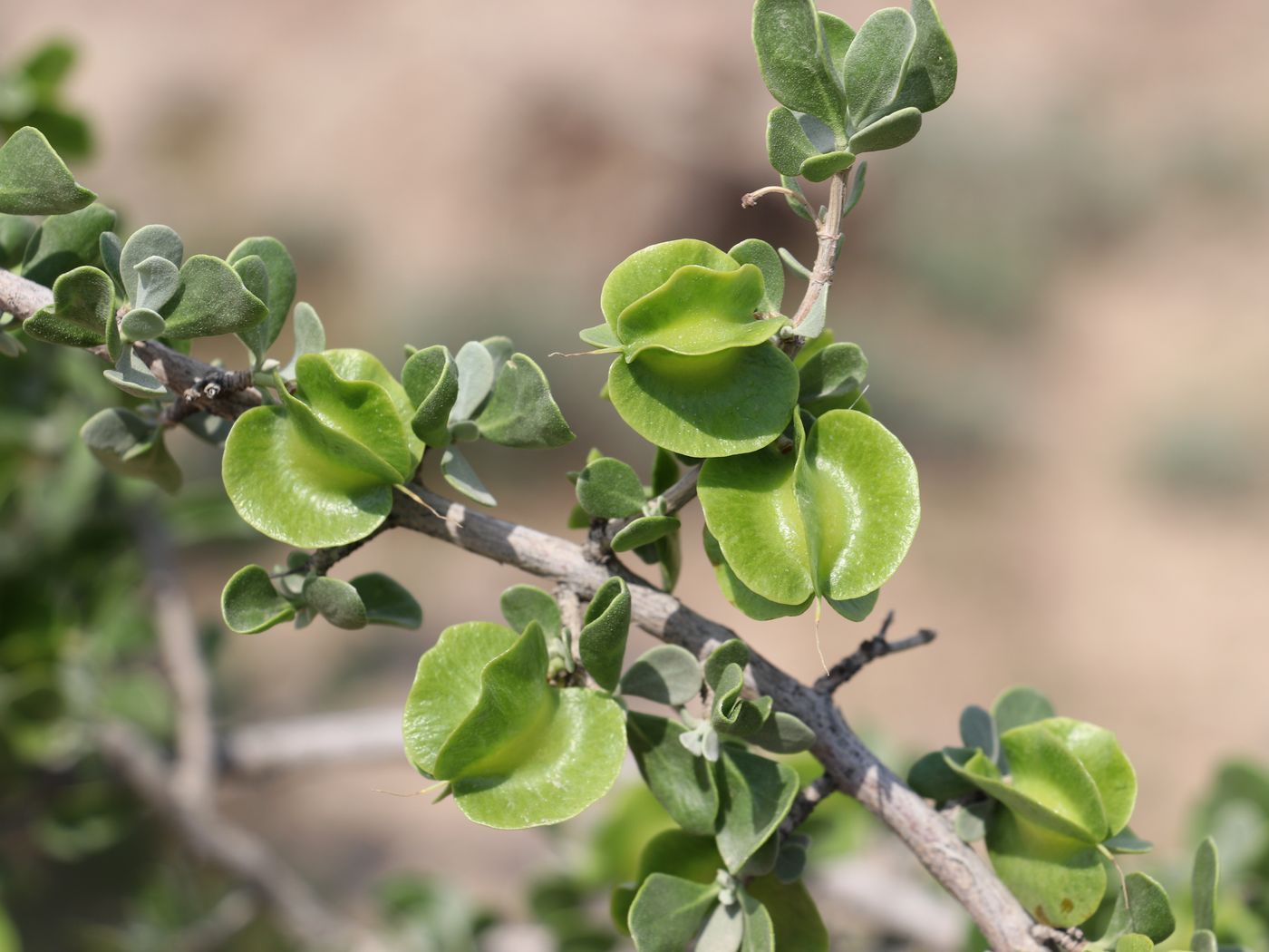 Image of Zygophyllum atriplicoides specimen.
