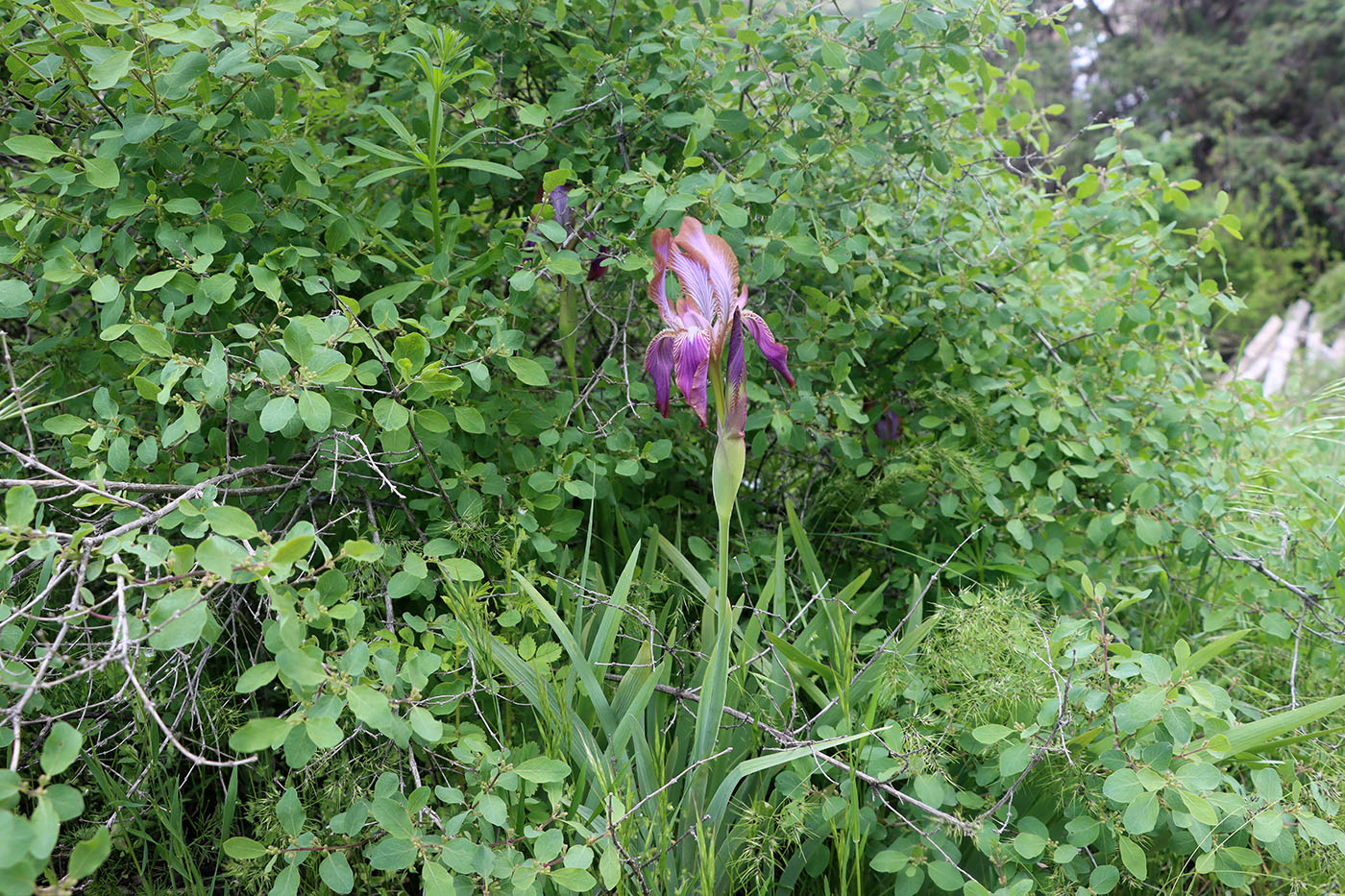 Image of Iris stolonifera specimen.