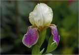 Iris × hybrida. Цветок с каплями дождя. Московская обл., Раменский р-н, окр. дер. Хрипань, садовый участок. 11.06.2024.