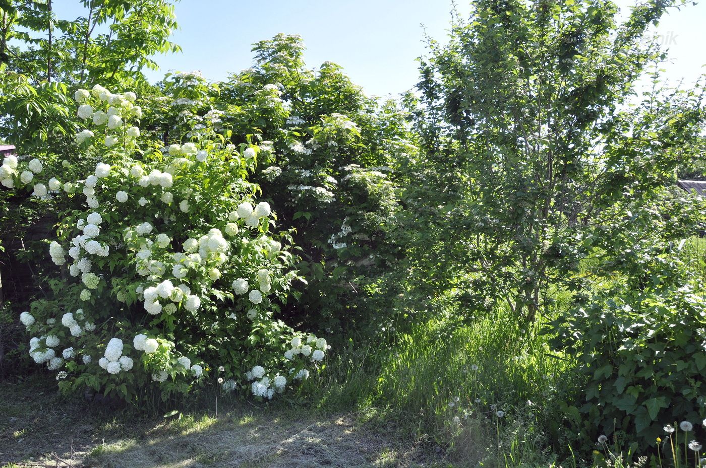 Image of Viburnum opulus f. roseum specimen.