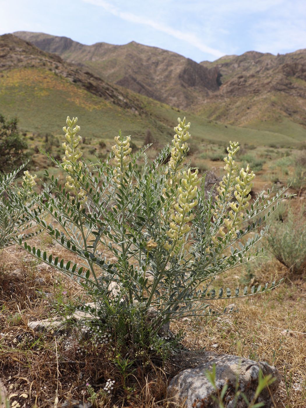 Image of Goebelia pachycarpa specimen.