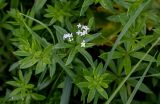 Galium rivale