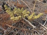 Herniaria glabra