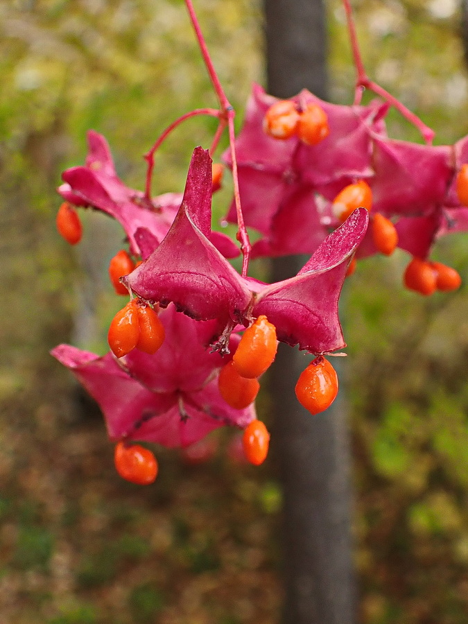 Изображение особи Euonymus macropterus.