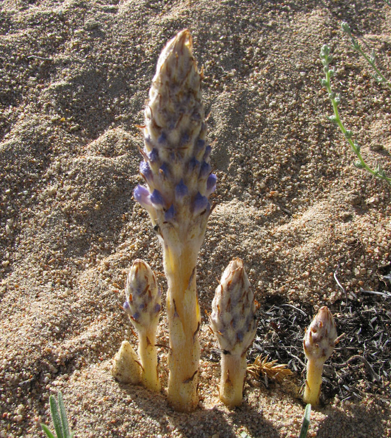 Image of Orobanche coerulescens specimen.