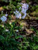 Saponaria form pleniflora