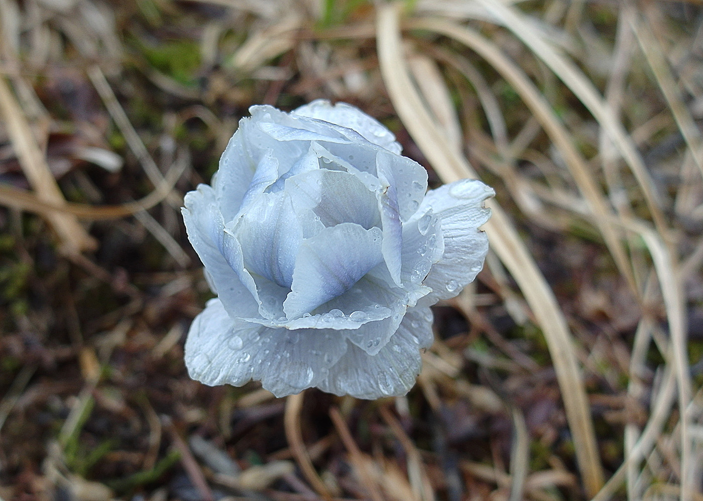 Image of Trollius lilacinus specimen.