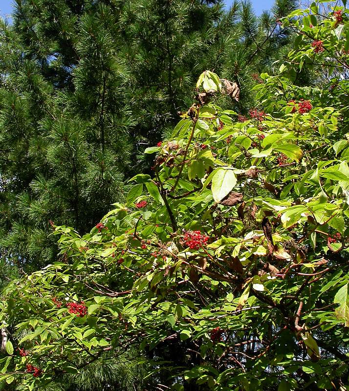 Image of Sambucus sibirica specimen.