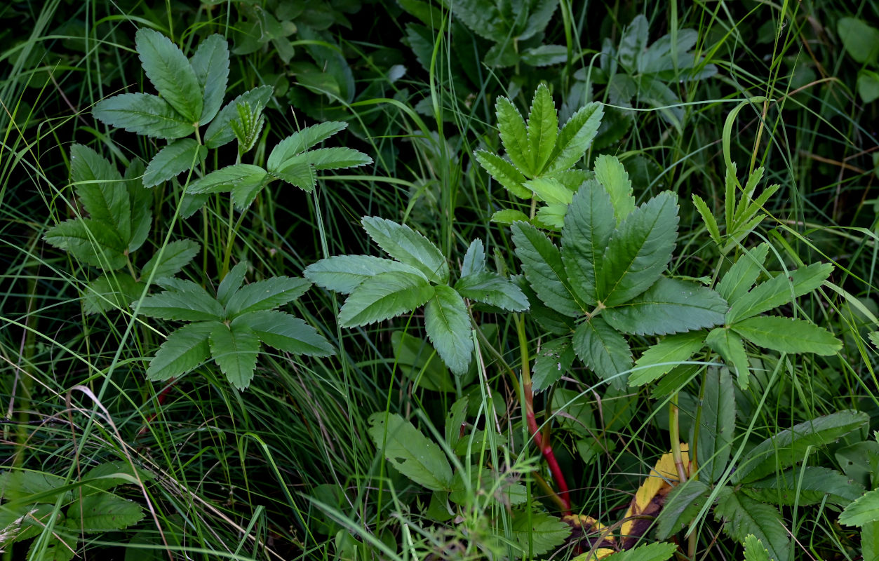 Изображение особи Comarum palustre.