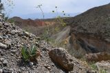 Fergania polyantha. Цветущее растение. Таджикистан, Согдийская обл., Исфара, каменистый склон. 1 мая 2023 г.