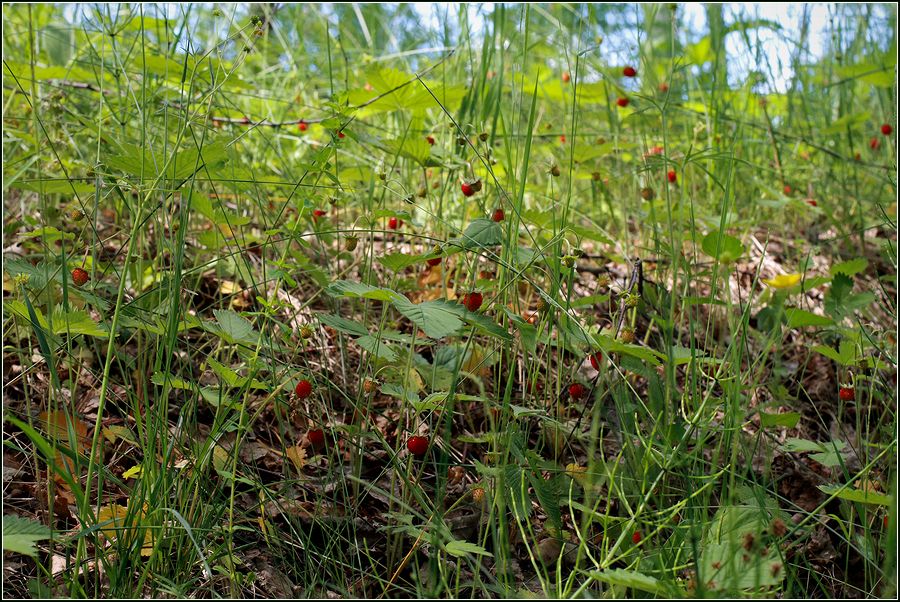 Изображение особи Fragaria vesca.