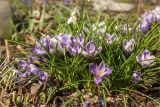 Crocus vernus. Цветущие растения. Санкт-Петербург, Ботанический сад Петра Великого, северный двор, цветник. 30.03.2025.