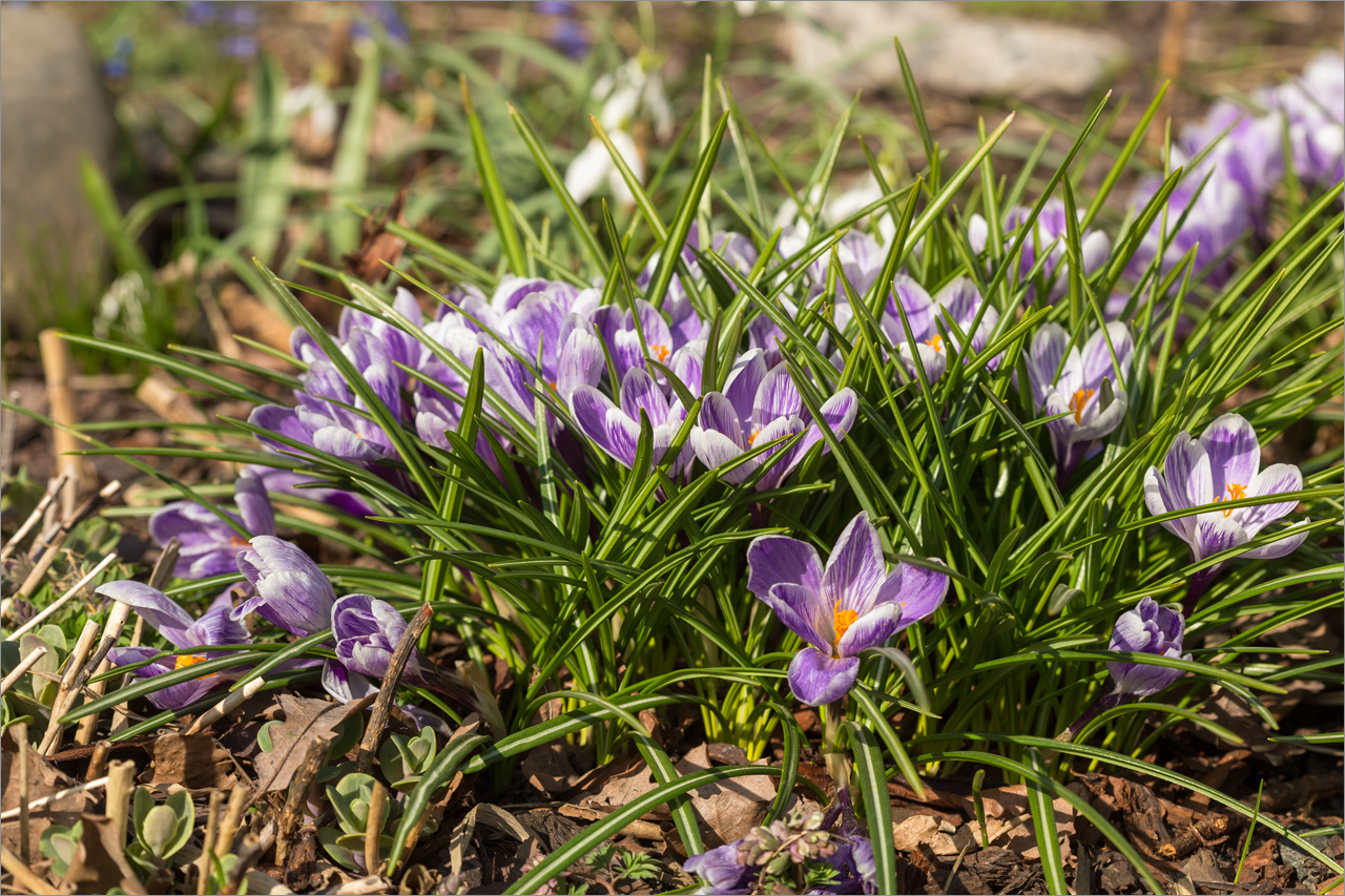 Изображение особи Crocus vernus.