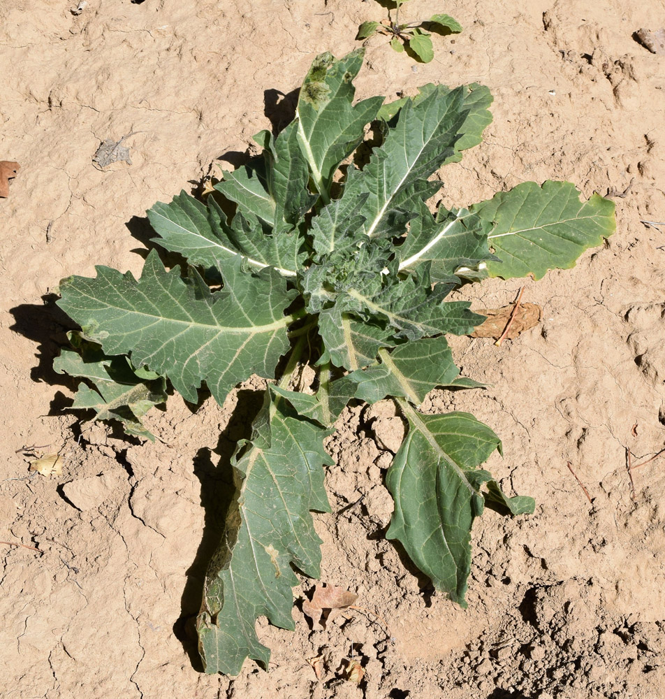 Image of Crambe orientalis specimen.