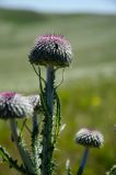 Carduus uncinatus