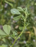 Medicago orbicularis
