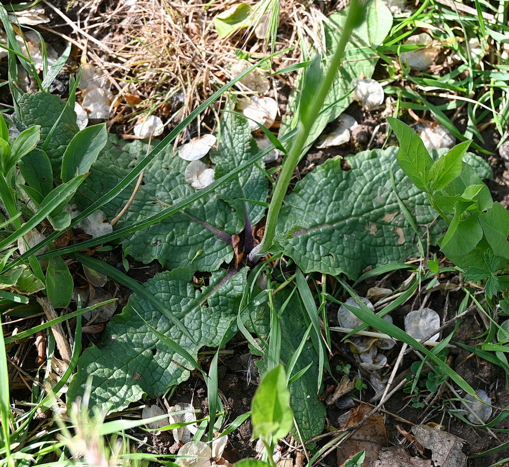 Image of Verbascum phoeniceum specimen.